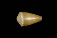 藏品(晚霞芋螺)的圖片